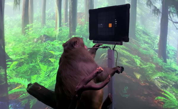 Илон Маск показал видео с обезьяной, которая играет в видеоигру силой мысли